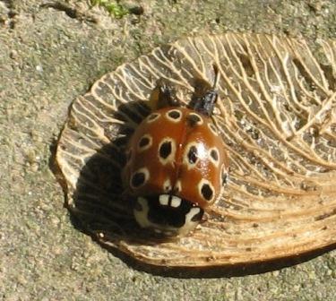 Eye-spotted Ladybug