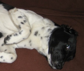 Tessie on the couch