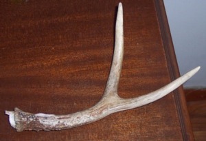Whitetail Deer Shed Antler