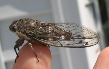 Cicada