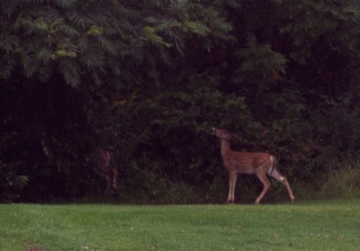 fawns