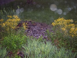 hail on ground