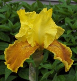 yellow iris