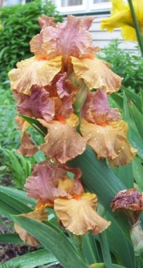 Earthborn iris