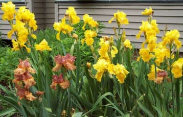 Iris grouping: Harvest of Memoris Iris, Earthborn Iris, Second Act iris