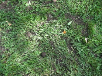 lawn compost after raking