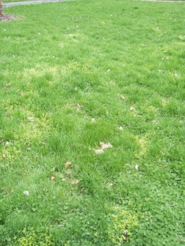 Lawn