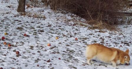 Pembroke welsh corgi eating apples