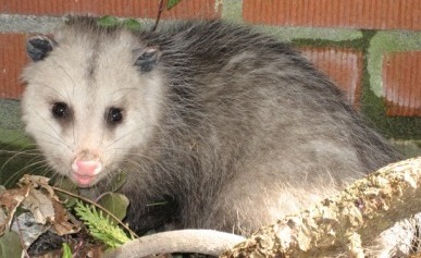 possum in rochester new york