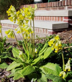 primroses