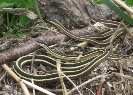 garter snakes