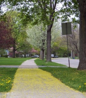 maple flowers on sidewalk