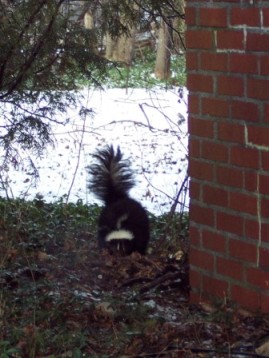 skunk in rochester ny