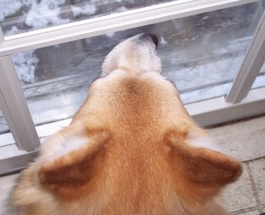 corgi watching squirrels