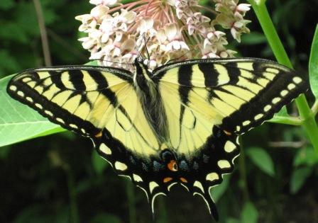 Tiger swallowtail butterfly