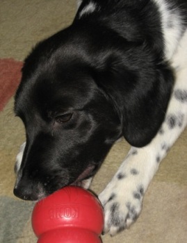 Tessie with a Kong