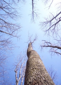ash trees