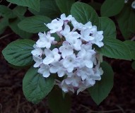 viburnum